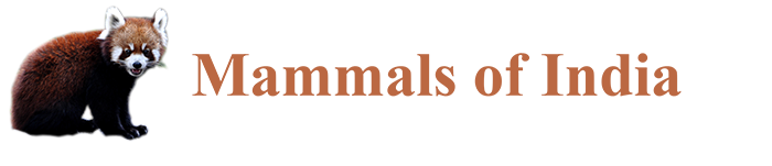 Mammals of India